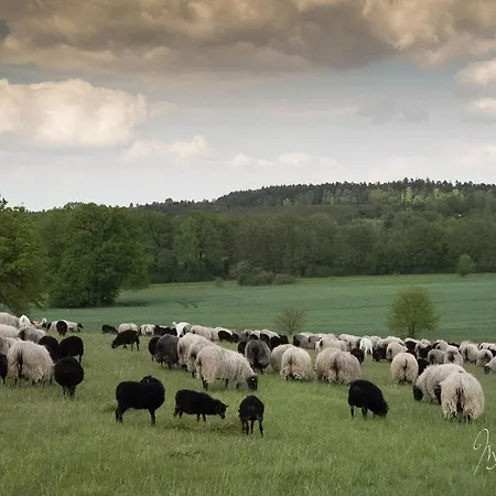 Heidetraum In Der Heidetraum *